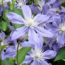 Клематис цельнолистный Arabella