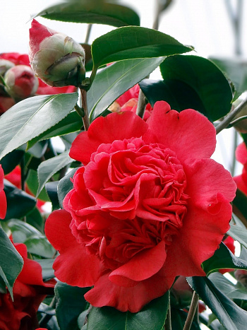 Камелия японская Крамерс Суприм (комнатное растение)