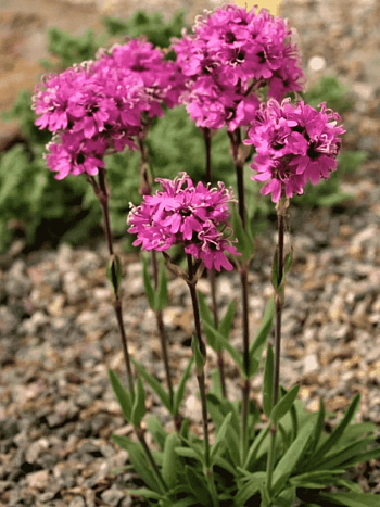 Лихнис альпийский