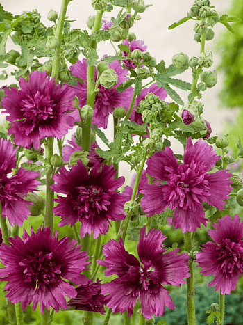 Мальва розовая Spring celebrities Purple