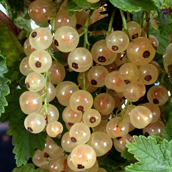 Смородина белая Кремовая Смородина белая Кремовая