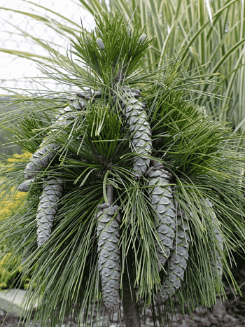 Сосна шверина Wiethorst