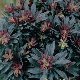 Молочай многоцветковый Purpurea