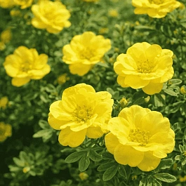 Лапчатка кустарниковая Citrus Tart