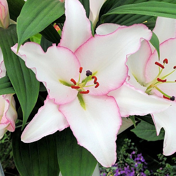 Лилия восточная Зе Эдж