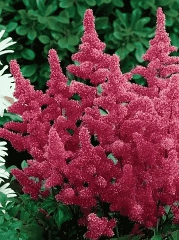 Астильба японская Bremen