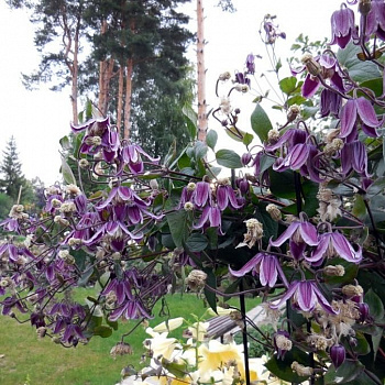 Клематис (Ломонос) гибридный Jan Fopma
