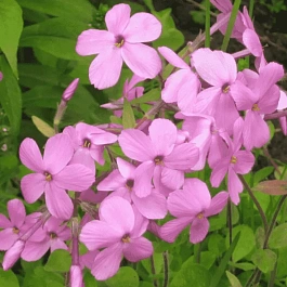 Флокс столоносный Purpurea