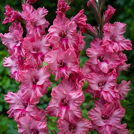 Гладиолус гофрированный Кингстон