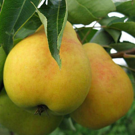Груша плодовая Заречная