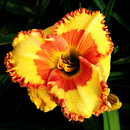 Лилейник гибридный Ирисистабл Шарм НАБОР 2ШТ (1+1)