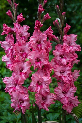 Гладиолус гофрированный Кингстон