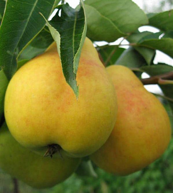 Груша плодовая Заречная