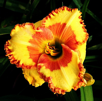 Лилейник гибридный Ирисистабл Шарм НАБОР 2ШТ (1+1)