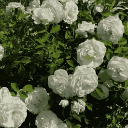 Роза штамбовая Kosmos