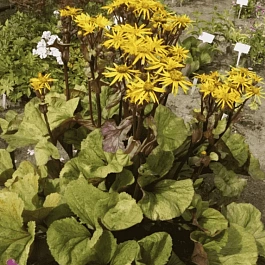 Бузульник гибридный Garden Confetti