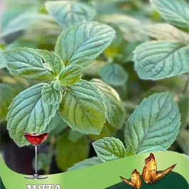 Мята "Винная"