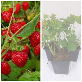 Земляника садовая Барон Солемахер НАБОР 3ШТ Земляника садовая Барон Солемахер НАБОР 3ШТ