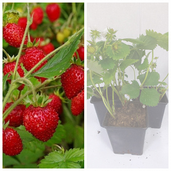 Земляника садовая Барон Солемахер НАБОР 3ШТ