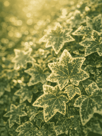 Плющ обыкновенный Glacier