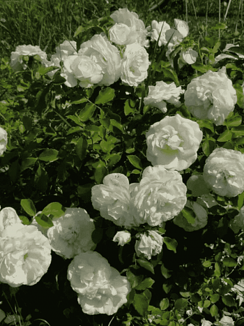 Роза штамбовая Kosmos