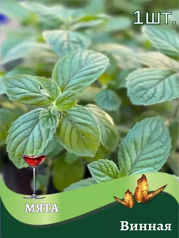 Мята "Винная"