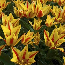 Тюльпан Winnipeg