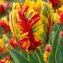 Тюльпан попугайный Texas Flame