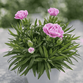 Гвоздика Super Trouper Grace