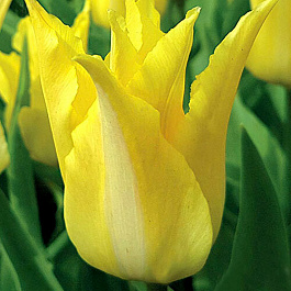 Тюльпан лилиецветный Флорин Шик Тюльпан лилиецветный Флорин Шик