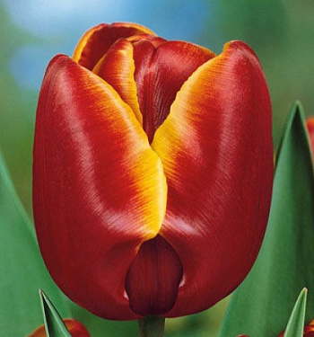 Тюльпан Триумф Абу Хасан