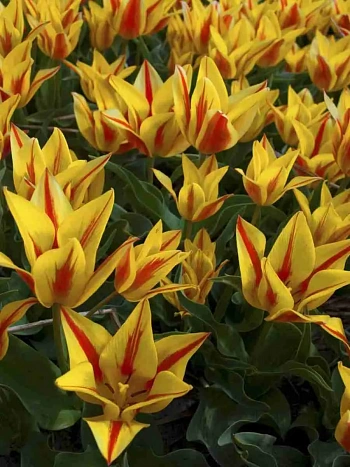 Тюльпан Winnipeg