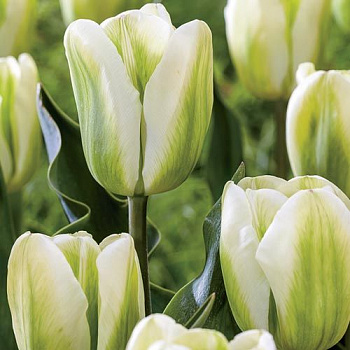 Тюльпан зеленоцветный Грин Спирит