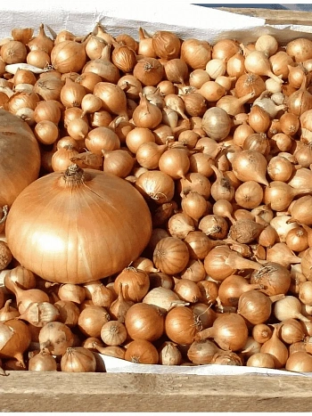 Лук-севок Штутгартер Ризен