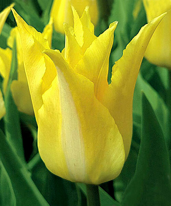 Тюльпан лилиецветный Флорин Шик