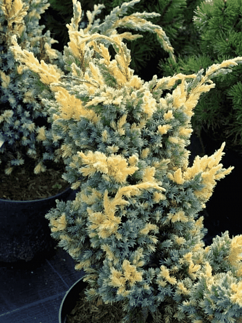 Можжевельник чешуйчатый Golden Flame