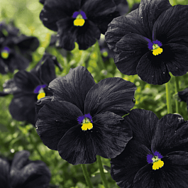 Виола рогатая Molly Sanderson