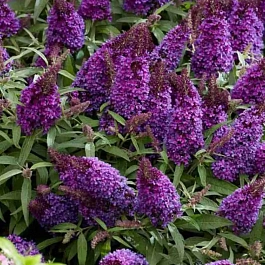 Буддлея Давида Butterfly Candy Little Purple 