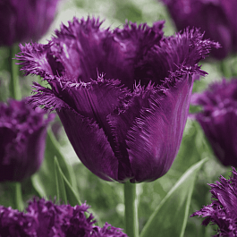 Тюльпан Gorilla