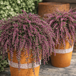 Вереск Rote Janina