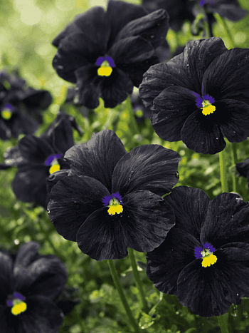 Виола рогатая Molly Sanderson