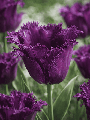 Тюльпан Gorilla