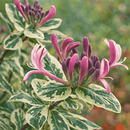 Жимолость Гекрота Variegata