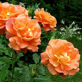 Роза парковая Файрс Спаркс