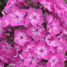 Флокс метельчатый Арктур