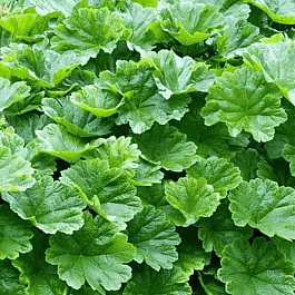 Дармера щитовидная