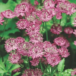 Астранция большая Rosensinfonie