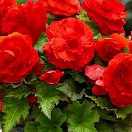 Бегония Scharlaken