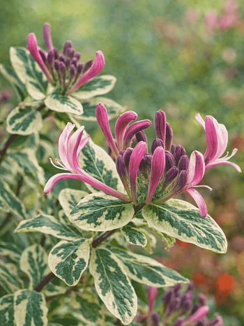 Жимолость Гекрота Variegata