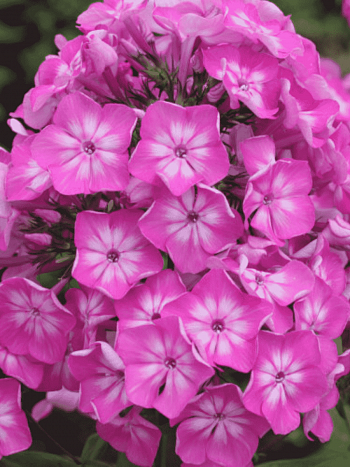 Флокс метельчатый Арктур